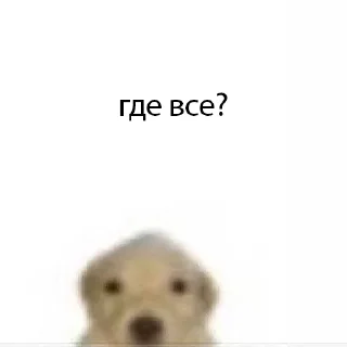 🤨 emoji пес Telegram sticker 5 of 8