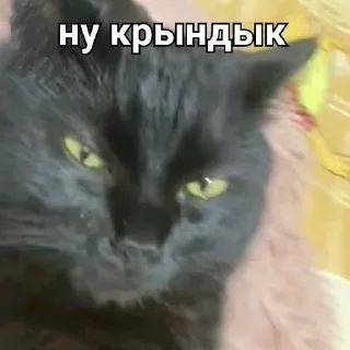 😔 emoji котики Telegram sticker 10 of 41