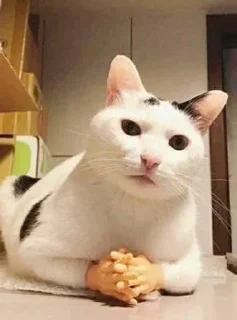 🥱 emoji котики Telegram sticker 16 of 41