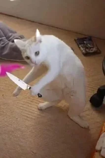 🔪 emoji котики Telegram sticker 17 of 41