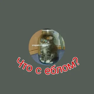Sticker from Команда даунов
