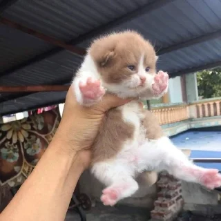 🥷 emoji їбуча кіця Telegram sticker 5 of 52