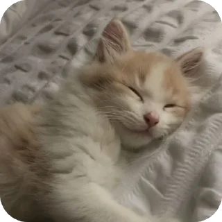 😴 emoji двш cats by @lindoraghgg Telegram sticker 21 of 110