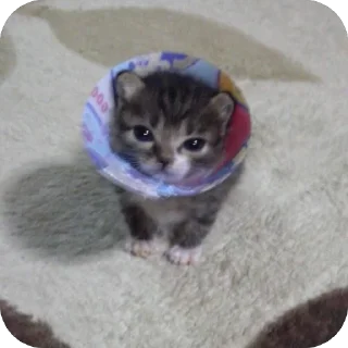 🐾 emoji двш cats by @lindoraghgg Telegram sticker 16 of 110