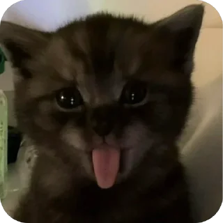 😛 emoji двш cats by @lindoraghgg Telegram sticker 19 of 110