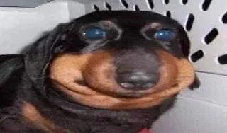 🐶 emoji Дид инсайд Telegram sticker 11 of 34