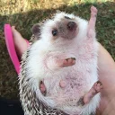 😉 emoji hedgehog Telegram sticker 18 of 34