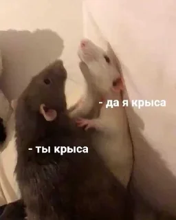 🐀 emoji пинаю твою маму Telegram sticker 16 of 83
