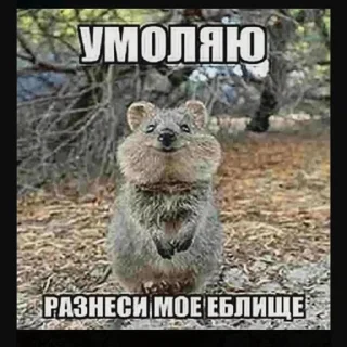 😟 emoji дура ебарая by @trmad0ll трама Telegram sticker 14 of 51