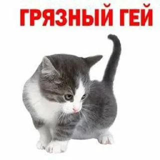 🤬 emoji Котики Telegram sticker 8 of 11