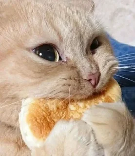 🧀 emoji sweet pussy Telegram sticker 9 of 58