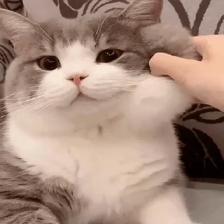 😘 emoji sweet pussy Telegram sticker 23 of 58