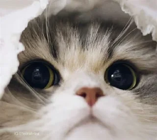 😒 emoji sweet pussy Telegram sticker 14 of 58