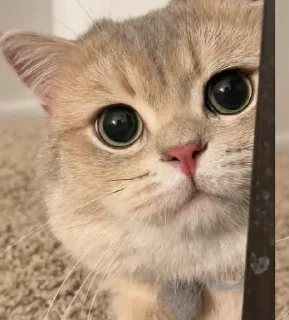 🥺 emoji sweet pussy Telegram sticker 8 of 58