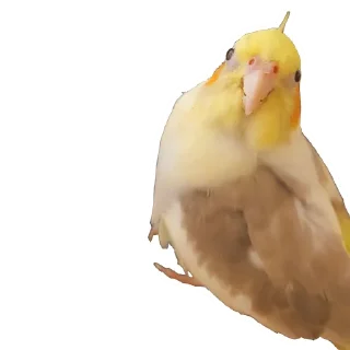 🦜 emoji Рижа шайка Telegram sticker 23 of 24