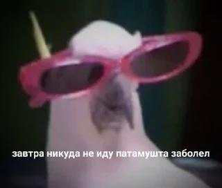 🌟 emoji Попугай в здании Telegram sticker 5 of 22