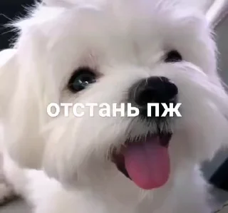 ☺ emoji не воровать @tr33sha Telegram sticker 16 of 49