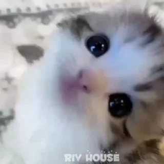 🥺 emoji riv_house_Gif Telegram sticker 6 of 58
