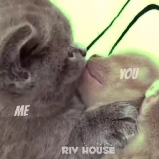😘 emoji riv_house_Gif Telegram sticker 12 of 58