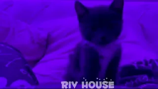 😍 emoji riv_house_Gif Telegram sticker 13 of 58