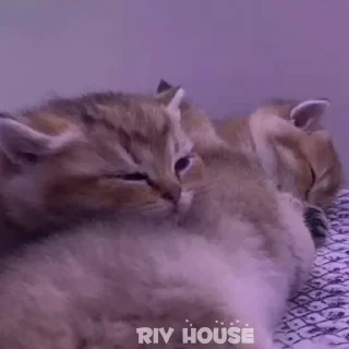 🥰 emoji riv_house_Gif Telegram sticker 8 of 58