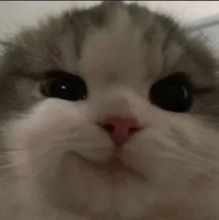 😏 emoji для лохов Telegram sticker 6 of 32