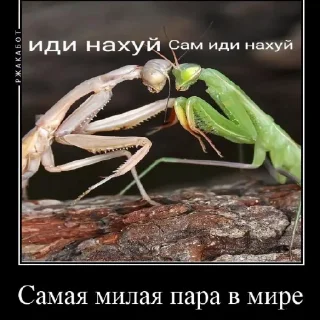 Sticker from Ебнутые насекомые  @Deutsche_Katze_2228
