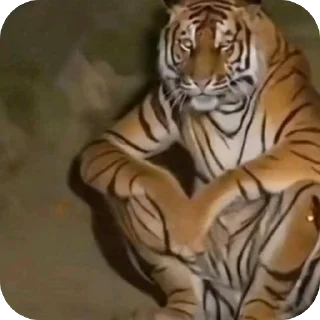 🐅 emoji спокойно Telegram sticker 10 of 120