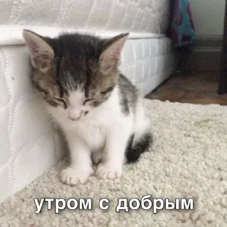 🌟 emoji снюся я Telegram sticker 17 of 120
