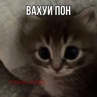 🌟 emoji снюся я Telegram sticker 23 of 120