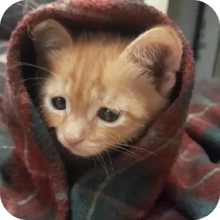 😞 emoji двш cats by @lindoraghgg Telegram sticker 12 of 110