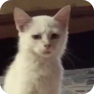 🤨 emoji двш cats by @lindoraghgg Telegram sticker 6 of 110