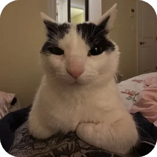 🤨 emoji двш cats by @lindoraghgg Telegram sticker 24 of 110