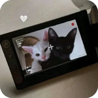 🤍 emoji двш cats by @lindoraghgg Telegram sticker 13 of 110
