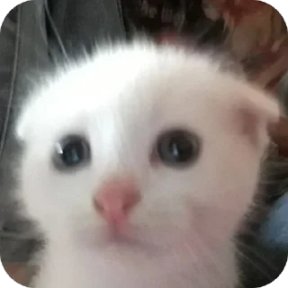 😐 emoji двш cats by @lindoraghgg Telegram sticker 20 of 110