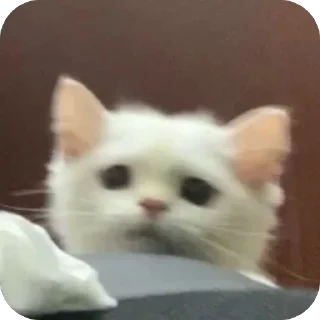 👀 emoji двш cats by @lindoraghgg Telegram sticker 22 of 110