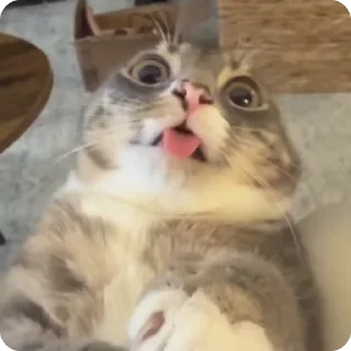 😜 emoji :DM:3 Telegram sticker 16 of 58