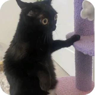 🐱 emoji Ещкере Telegram sticker 18 of 52