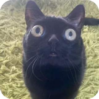 🐱 emoji Ещкере Telegram sticker 17 of 52