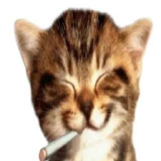 🐱 emoji 6ЛИЧНОСТЕЙ @SIXDYNESS Telegram sticker 6 of 69