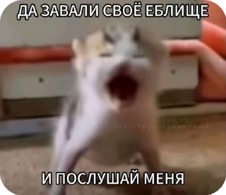 😡 emoji пикчи с фразами Telegram sticker 13 of 28