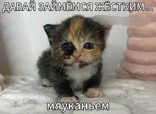 🌟 emoji Заебавшиеся коты 3 Telegram sticker 8 of 120