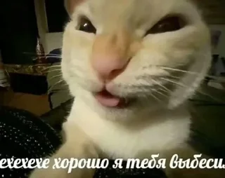 Sticker from Заебавшиеся коты 2