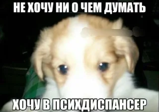 Sticker from Заебавшиеся коты 3