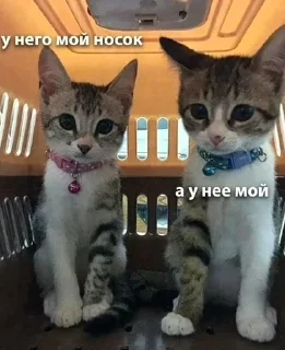 Sticker from Заебавшиеся коты 2