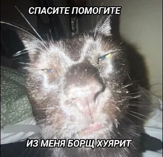 🌟 emoji Заебавшиеся коты 3 Telegram sticker 9 of 120