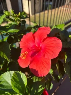 Sticker from гібіски🌺