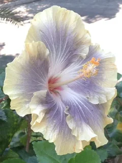 Sticker from гібіски🌺