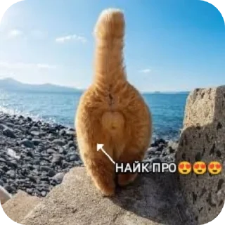 🪨 emoji Настя Ш-общительная Telegram sticker 17 of 52