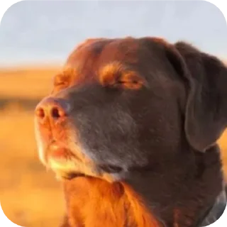 👍 emoji Tik Tok memes Telegram sticker 15 of 34